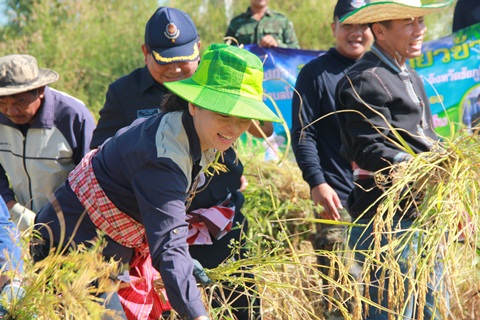 โครงการลงแขกเกี่ยวข้าว เพื่อเป็นการสานความสัมพันธ์ระหว่างส่วนราชการกับชุมชน