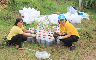 จิตอาสา ปลูกต้นกกราชินี บริเวณโรงเพาะชำโรงพยาบาลเกษตรสมบูรณ์