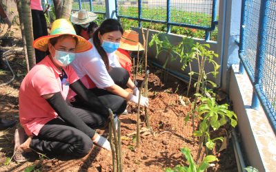 ตัดแต่งกิ่งไม่ เพื่อปรับปรุงภูมิทัศน์ และให้เกิดความปลอดภัย
